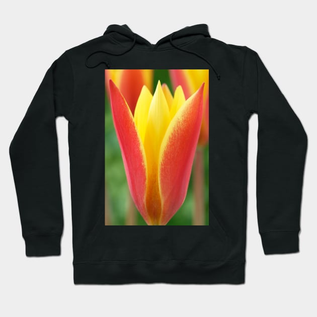 Tulipa clusiana var. chrysantha  'Tubergen's Gem'  Lady tulip  Miscellaneous tulip group Hoodie by chrisburrows